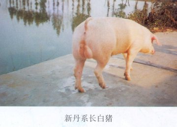  长白猪 