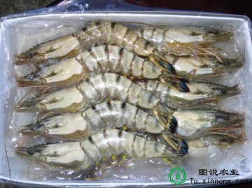  草虾 