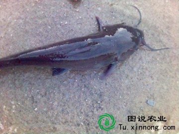 革胡子鲶